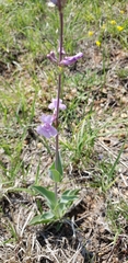 Penstemon fendleri