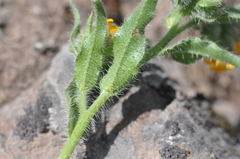 Amsinckia lycopsoides