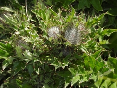 Cirsium andrewsii