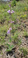 Penstemon fendleri