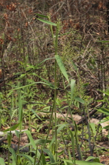 Dichanthelium scoparium
