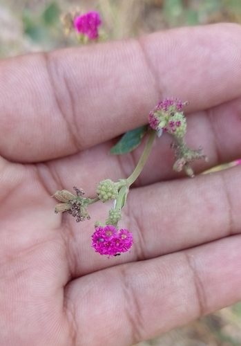 Hierba de la hormiga (Boerhavia coccinea)