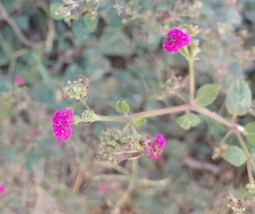 Hierba de la hormiga (Boerhavia coccinea)