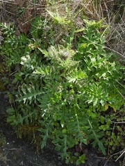 Cirsium andrewsii