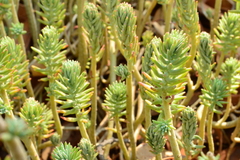 Sedum griseum