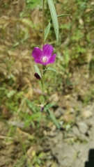 Clarkia purpurea