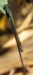Platystigma