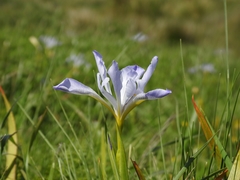 Iris longipetala