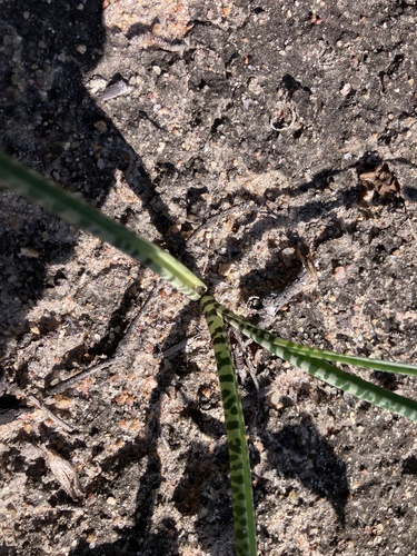 Drimia indica