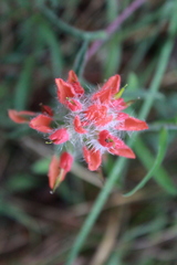 Castilleja scorzonerifolia