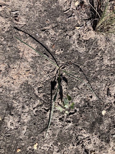Drimia indica