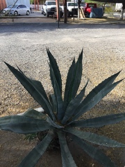Agave