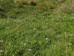Iris longipetala