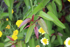 Glebionis coronaria