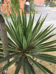 Agave