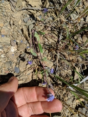 Phacelia breweri