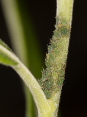 Aphis farinosa