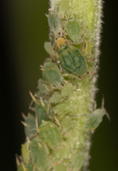 Aphis farinosa