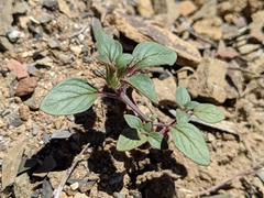 Acanthomintha lanceolata