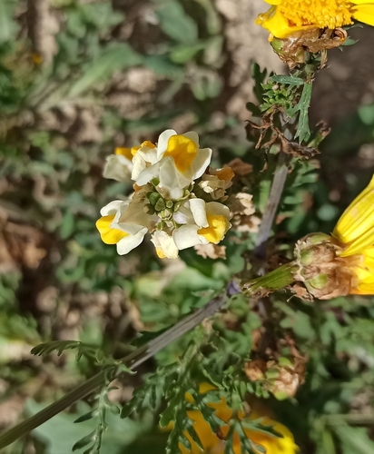 Three-leaved Toadflax