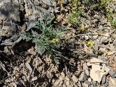 Lomatium observatorium