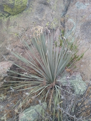 Dasylirion acrotrichum