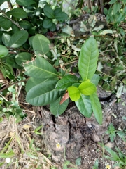 Artocarpus heterophyllus