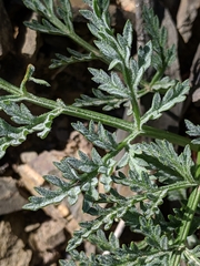 Lomatium observatorium