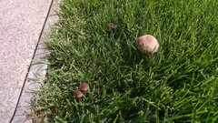 Panaeolus subbalteatus