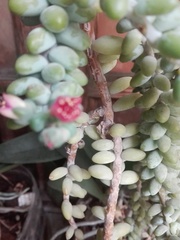 Sedum