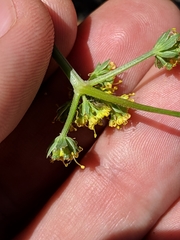 Lomatium observatorium