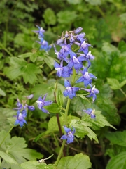 Delphinium bakeri