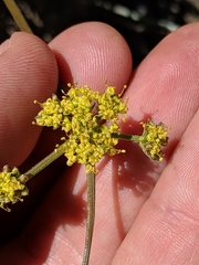 Lomatium observatorium