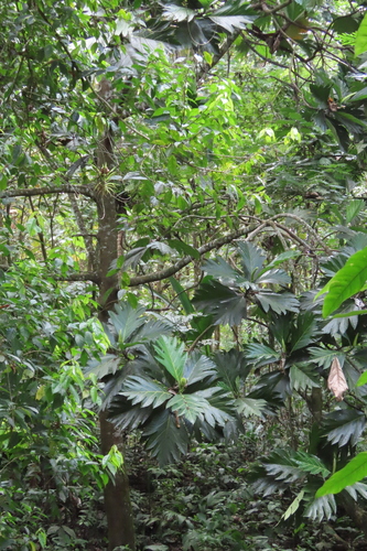 Artocarpus altilis - Whole tree