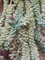 Sedum