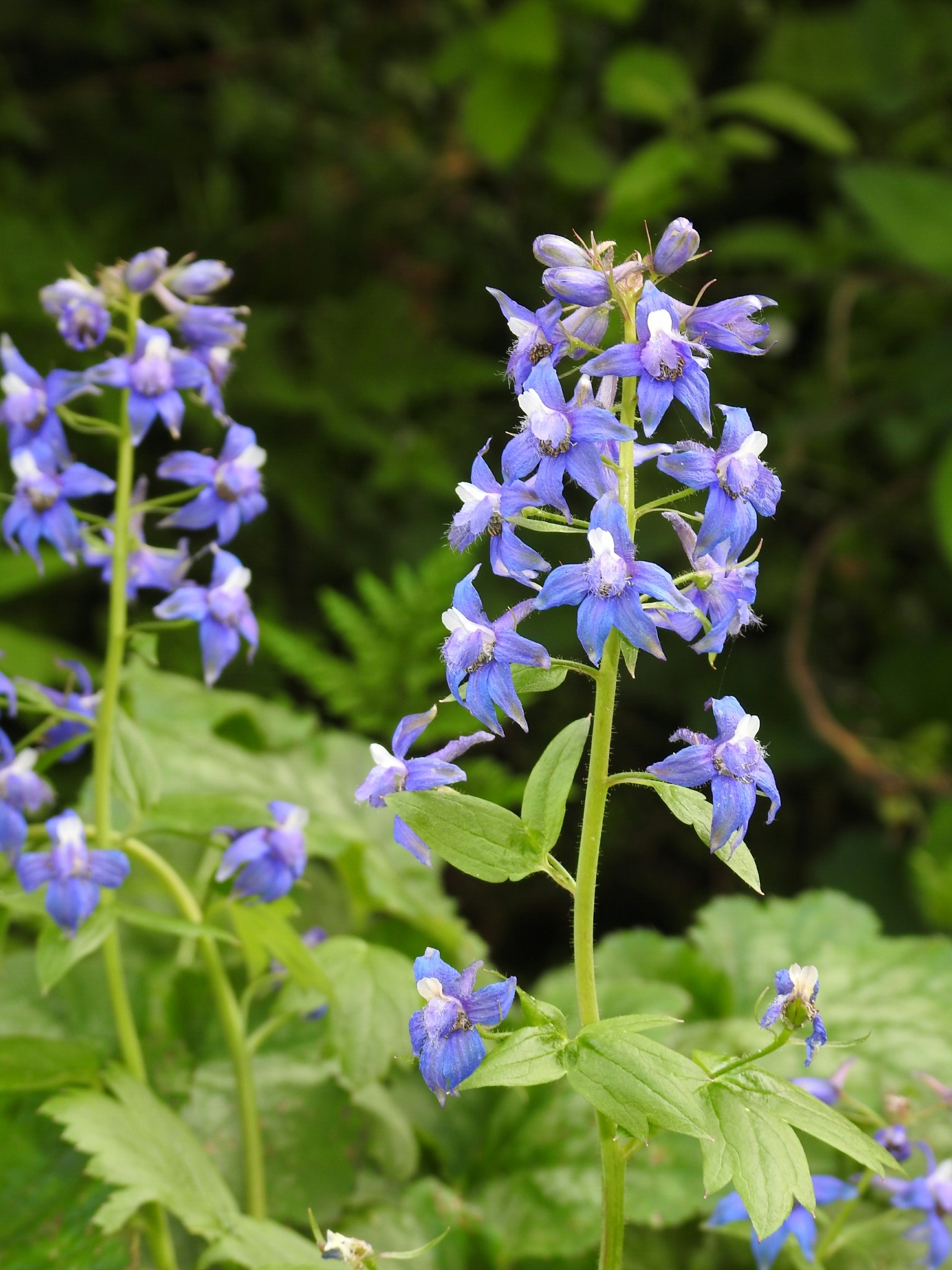 Delphinium bakeri