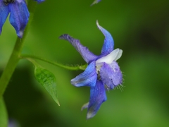 Delphinium bakeri