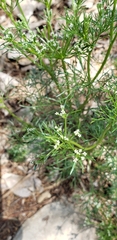 Ammoselinum popei
