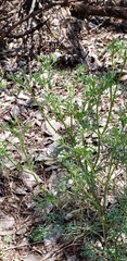 Ammoselinum popei