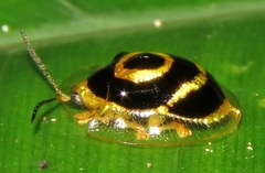 Ischnocodia annulus