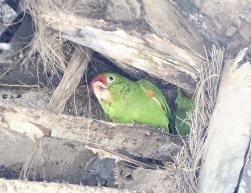 Veraguasittich (Psittacara finschi)