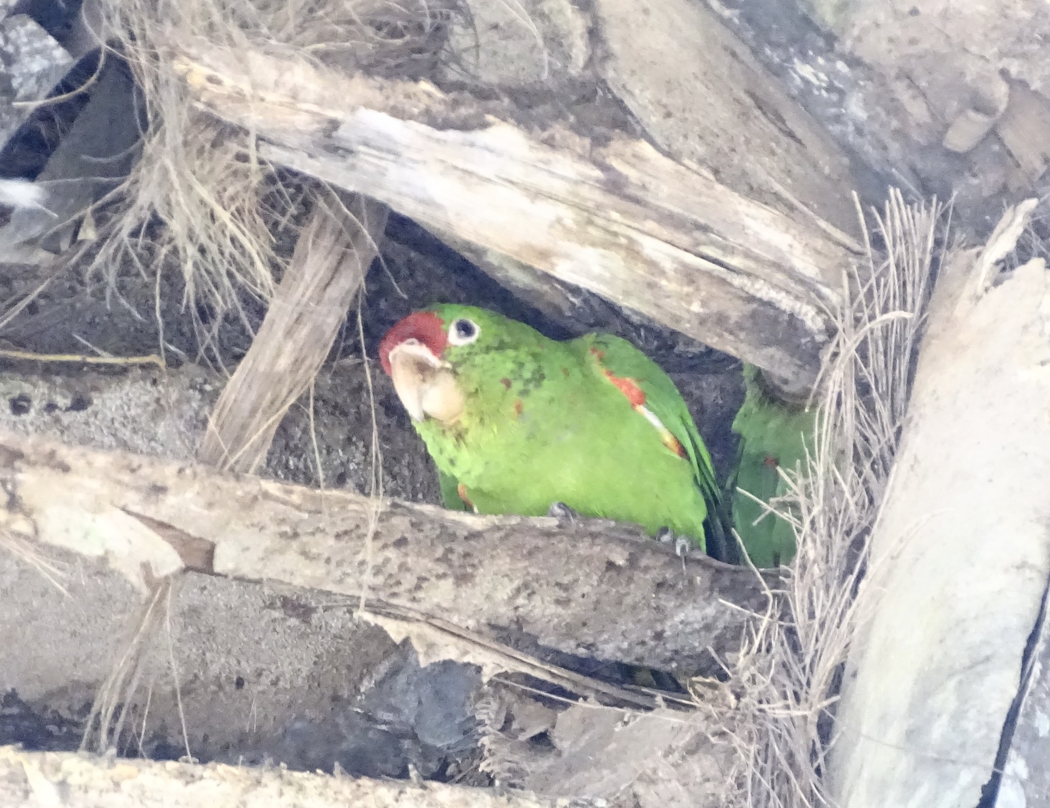 Crimson-fronted Parakeet illustration
