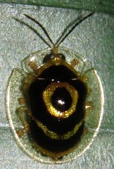 Ischnocodia annulus