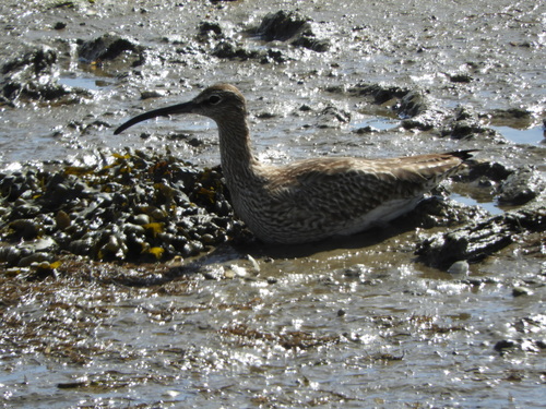 Zarapito trinador (Numenius phaeopus)