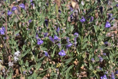 Scutellaria siphocampyloides
