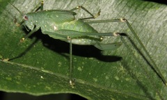 Anaulacomerina