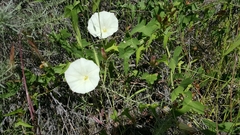 Calystegia purpurata