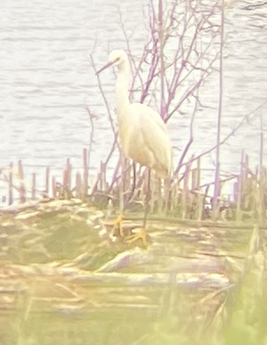 Snowy Egret photographed in Indiana