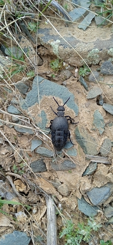 Meloe rufiventris