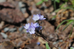 Phacelia breweri